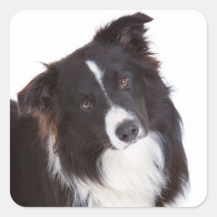 Zwart-wit Border Collie Puppy Dog Vierkante Sticker