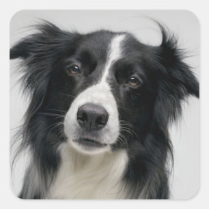 Zwart-wit Border Collie Puppy Dog Vierkante Sticker