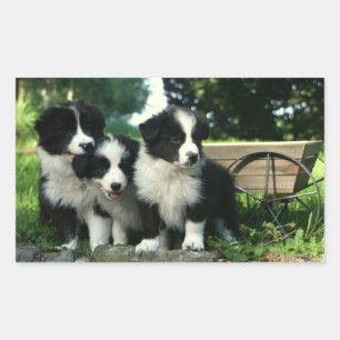 Zwart-wit Border Collie Puppy Dogs Stickers