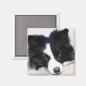 Zwart & Wit Border Collie Puppy Hondenmagneet Magneet (Voorkant / Achterkant)