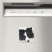 Zwart & Wit Border Collie Puppy Hondenmagneet Magneet (Insitu (Vaatwasser))