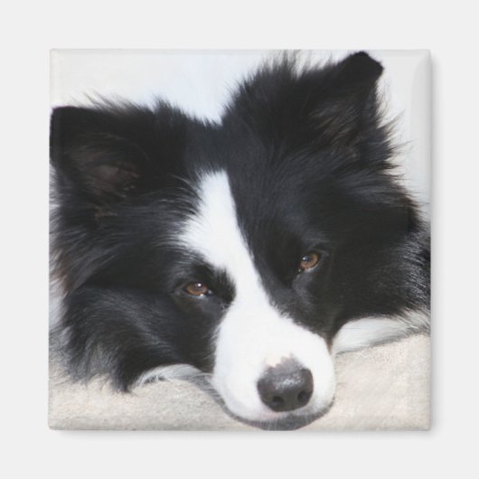 Zwart & Wit Border Collie Puppy Hondenmagneet Magneet (Voorkant)