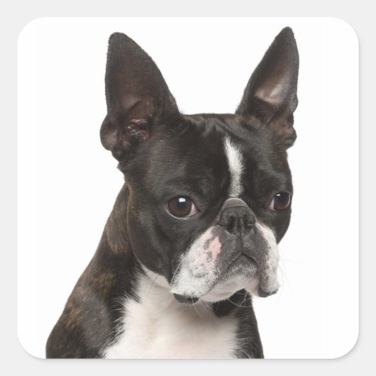 Zwart & Wit Boston Terrier Puppy Dog Sticker (Voorkant)