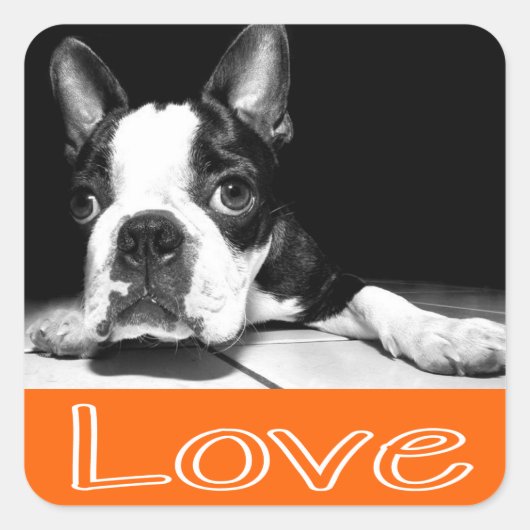 Zwart & Wit Boston Terrier Puppy Dog Sticker (Voorkant)