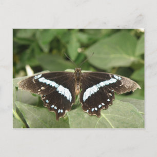 Zwart-wit Briefkaart met tropische vlinder