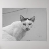 Zwart-wit - Cat 02 Poster (Voorkant)