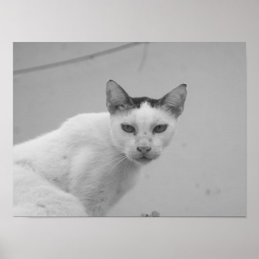 Zwart-wit - Cat 02 Poster (Voorkant)
