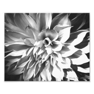 Zwart-wit chrysanthemum Afdrukken 8 x 10 Foto Afdruk