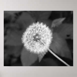 Zwart-wit Dandelion vooraan bladeren 16 x 20 Poster