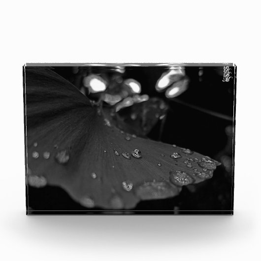 Zwart-wit dauw op blad fotoblokken (Voorkant)
