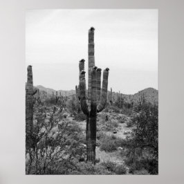 Zwart-wit Desert Cactus 16x20 Poster Print