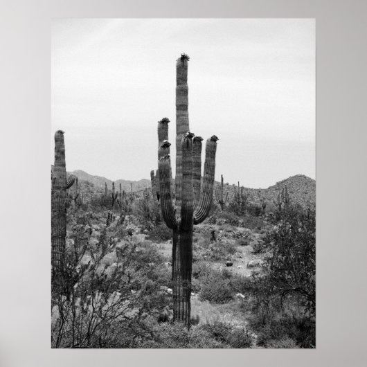 Zwart-wit Desert Cactus 16x20 Poster Print (Voorkant)