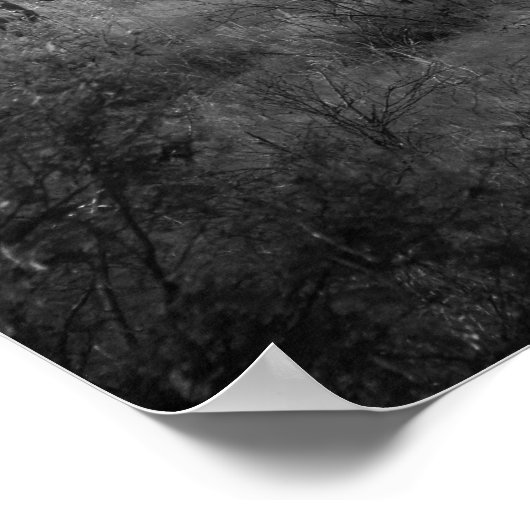 Zwart & Wit Dikke Saguaro Cactus 16x20 Poster (Hoek)