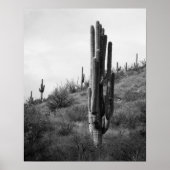 Zwart & Wit Dikke Saguaro Cactus 16x20 Poster (Voorkant)