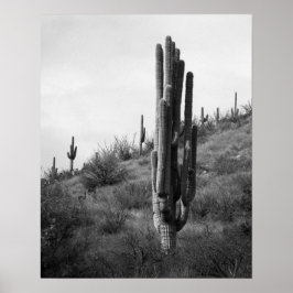 Zwart & Wit Dikke Saguaro Cactus 16x20 Poster
