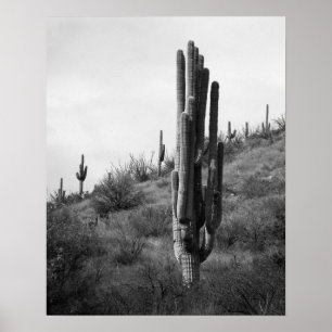 Zwart & Wit Dikke Saguaro Cactus 16x20 Poster