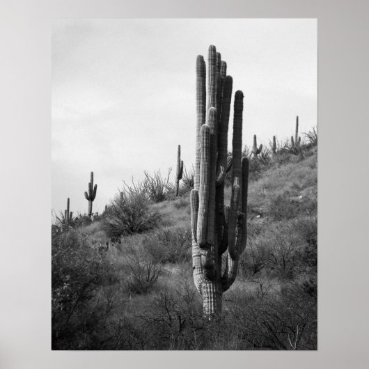 Zwart & Wit Dikke Saguaro Cactus 16x20 Poster (Voorkant)