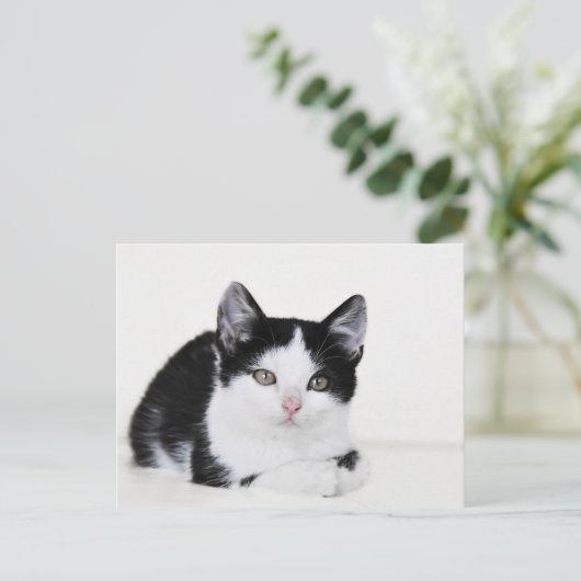 Zwart Wit Doordacht Kitten Briefkaart (Staand voorkant)