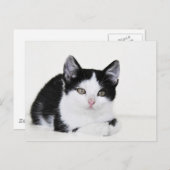 Zwart Wit Doordacht Kitten Briefkaart (Voorkant / Achterkant)