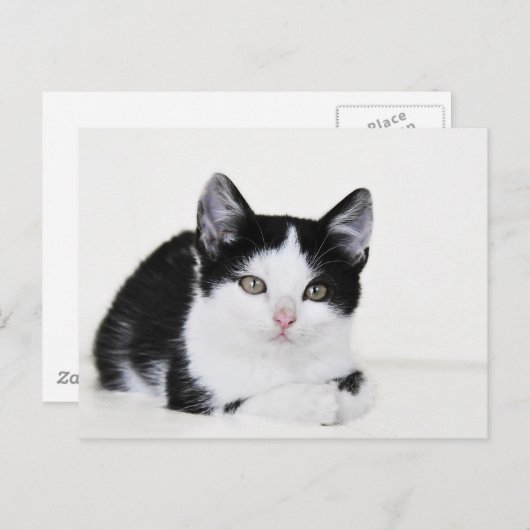 Zwart Wit Doordacht Kitten Briefkaart (Voorkant / Achterkant)