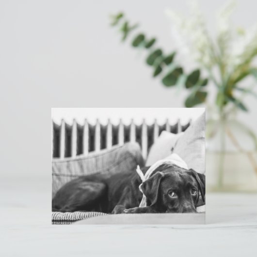 Zwart-wit doosende, slaperig chocolade-lab briefkaart (Staand voorkant)