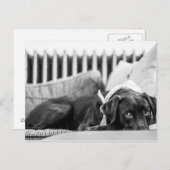 Zwart-wit doosende, slaperig chocolade-lab briefkaart (Voorkant / Achterkant)