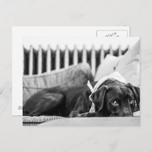Zwart-wit doosende, slaperig chocolade-lab briefkaart (Voorkant / Achterkant)