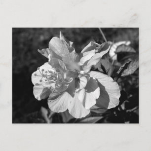 Zwart & Wit Dubbele Hibiscus Bloem Briefkaart