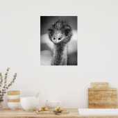 Zwart-wit Emu Portrait Wildlife Poster (Keuken)
