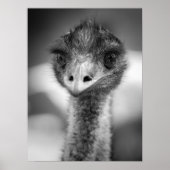 Zwart-wit Emu Portrait Wildlife Poster (Voorkant)