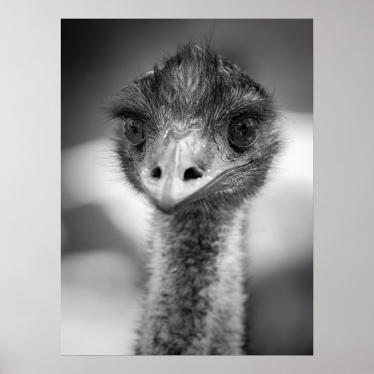 Zwart-wit Emu Portrait Wildlife Poster (Voorkant)
