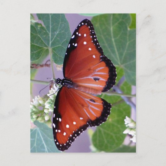 Zwart-wit en Rood helemaal over Briefkaart (Voorkant)