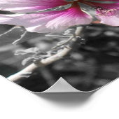 Zwart, wit en roze Hibiscus Poster (Hoek)
