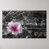 Zwart, wit en roze Hibiscus Poster (Voorkant)