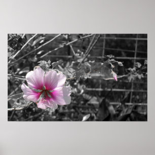 Zwart, wit en roze Hibiscus Poster