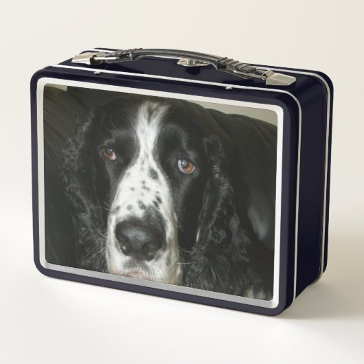 Zwart-wit Engelse Springer Spaniel Foto (Achterkant)