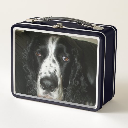 Zwart-wit Engelse Springer Spaniel Foto (Voorkant)