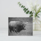 Zwart-wit Foto van een Bull Briefkaart (Staand voorkant)