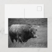 Zwart-wit Foto van een Bull Briefkaart (Voorkant / Achterkant)