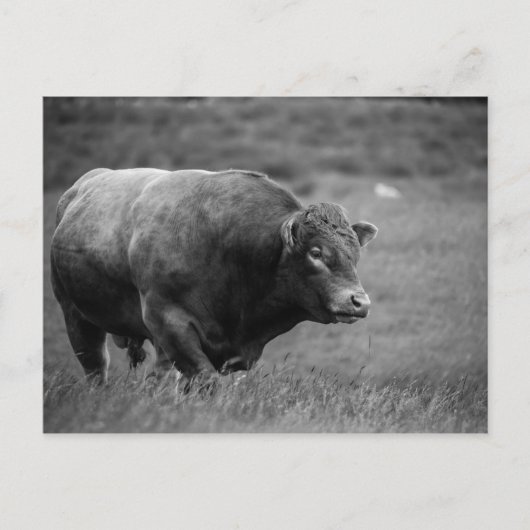 Zwart-wit Foto van een Bull Briefkaart (Voorkant)