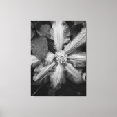 Zwart-wit foto van een Clematis na een regen Canvas Afdruk (Voorkant)