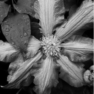 Zwart-wit foto van een Clematis na een regen Canvas Afdruk