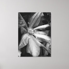 Zwart-wit foto van een Clematis na een regen Canvas Afdruk