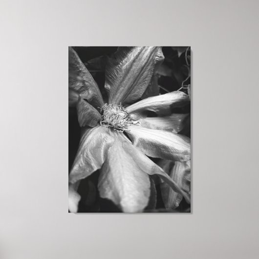 Zwart-wit foto van een Clematis na een regen Canvas Afdruk (Voorkant)