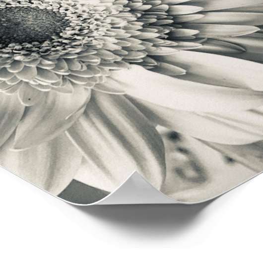 Zwart-wit foto van een madeliefje poster (Hoek)