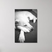Zwart-wit foto van een mooie hond slapen canvas afdruk (Voorkant)
