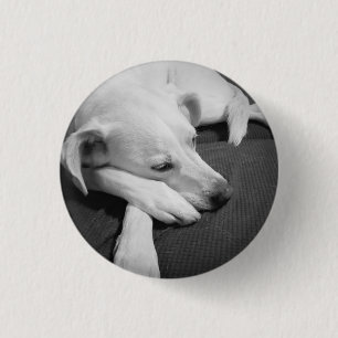 Zwart-wit foto van een mooie hond slapen ronde button 3,2 cm