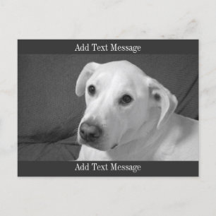 Zwart-wit foto van een mooie zielige hond feestdagenkaart