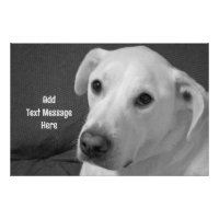 Zwart-wit foto van een mooie zielige hond