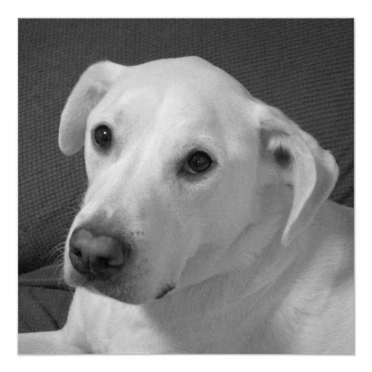 Zwart-wit foto van een mooie zielige hond perfect poster (Voorkant)